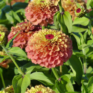 Zinnia Queen Lime Orange