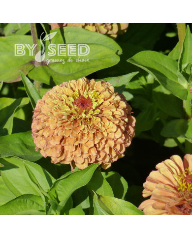 Zinnia Queen Lime Orange
