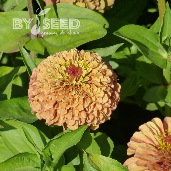 Zinnia Queen Lime Orange