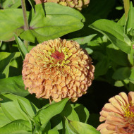 Zinnia Queen Lime Orange