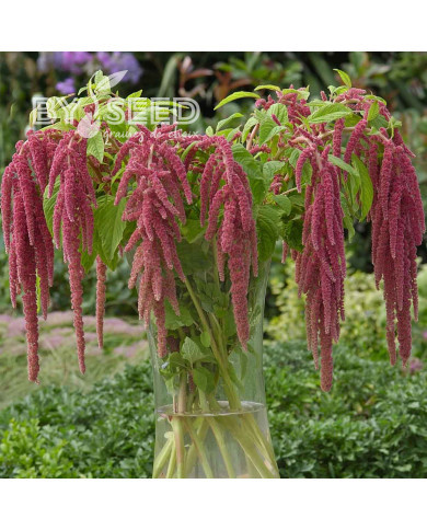 Amarante Queue-de-Renard Coral Fountain