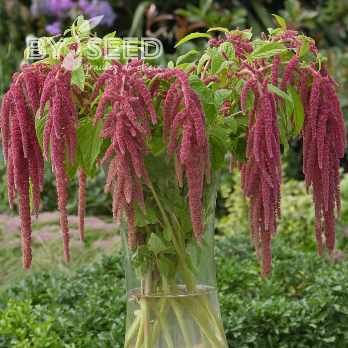 Amarante Queue-de-Renard Coral Fountain
