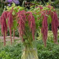 Amarante Queue-de-Renard Coral Fountain