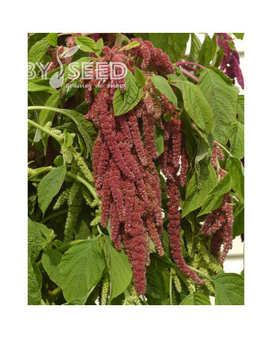 Amarante Queue-de-Renard Coral Fountain