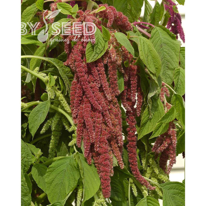 Amarante Queue-de-Renard Coral Fountain