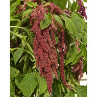 Amarante Queue-de-Renard Coral Fountain