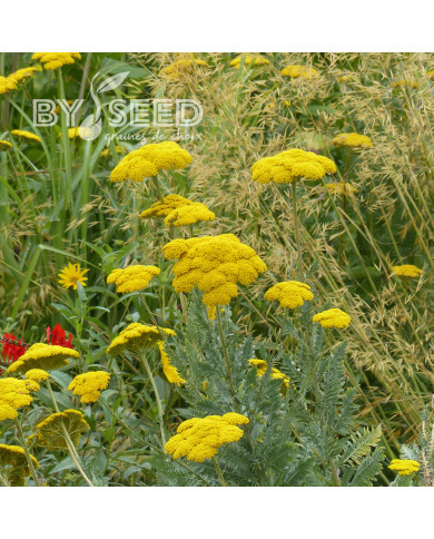 Achillée filipendulina Parker's Variety (Cloth of Gold)