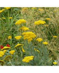 Achillée millefeuille Summer Pastels F2