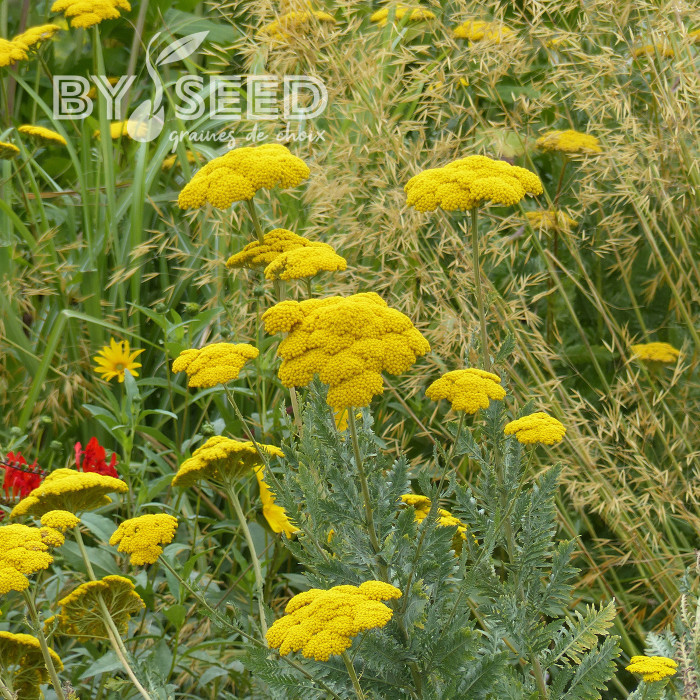 Achillée filipendulina Parker's Variety (Cloth of Gold)