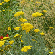 Achillée filipendulina Parker's Variety (Cloth of Gold)