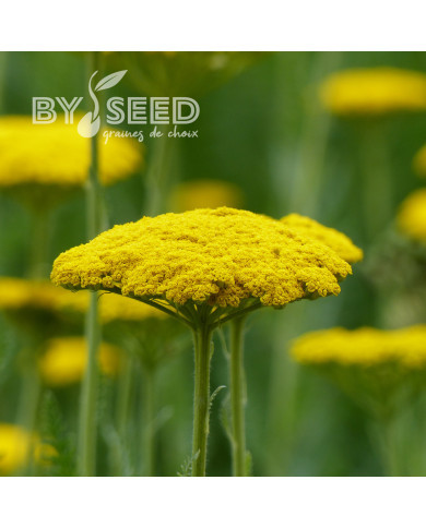 Achillée filipendulina Parker's Variety (Cloth of Gold)