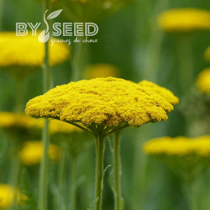 Achillée filipendulina Parker's Variety (Cloth of Gold)