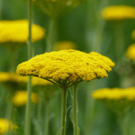 Achillée filipendulina Parker's Variety (Cloth of Gold)
