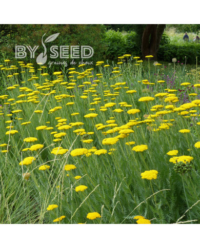 Achillée filipendulina Parker's Variety (Cloth of Gold)