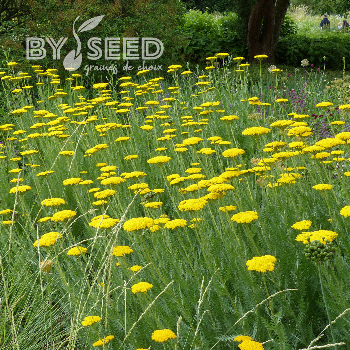 Achillée filipendulina Parker's Variety (Cloth of Gold)