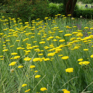 Achillée filipendulina Parker's Variety (Cloth of Gold)