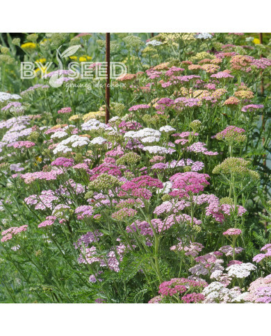 Achillée millefeuille Summer Pastels F2