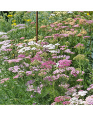 Achillée filipendulina Parker's Variety (Cloth of Gold)