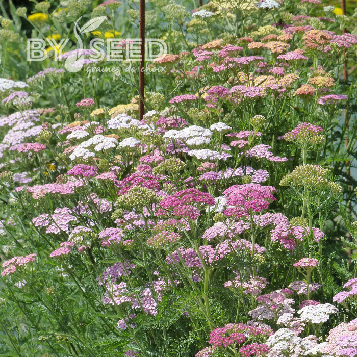 Achillée millefeuille Summer Pastels F2