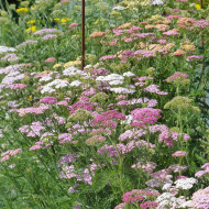 Achillée millefeuille Summer Pastels F2