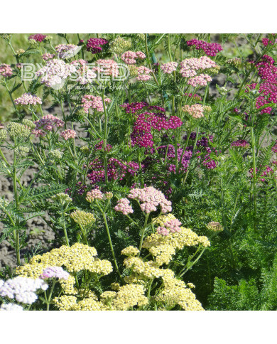Achillée millefeuille Summer Pastels F2
