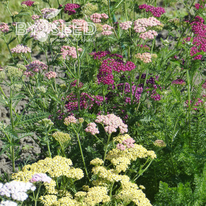 Achillée millefeuille Summer Pastels F2