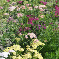 Achillée millefeuille Summer Pastels F2