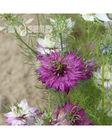 Nigelle de Damas Persian Rose