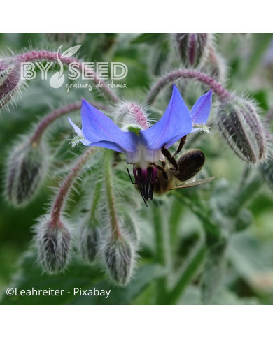 Bourrache officinale bleue