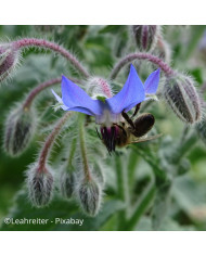 Bourrache officinale blanche