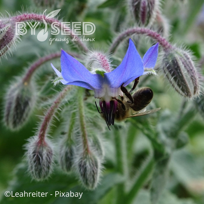 Bourrache officinale bleue