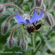 Bourrache officinale bleue