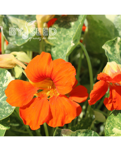 Capucine naine Orange Troika