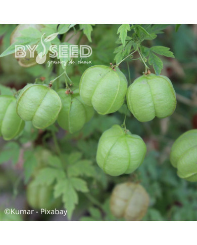 Cardiospermum halicabacum Pois de cœur