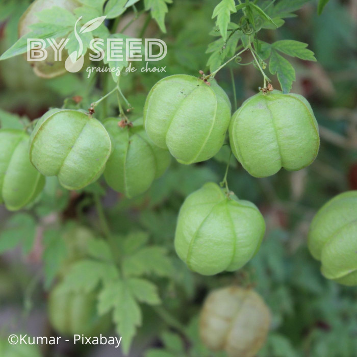 Cardiospermum halicabacum Pois de cœur