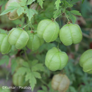 Cardiospermum halicabacum Pois de cœur