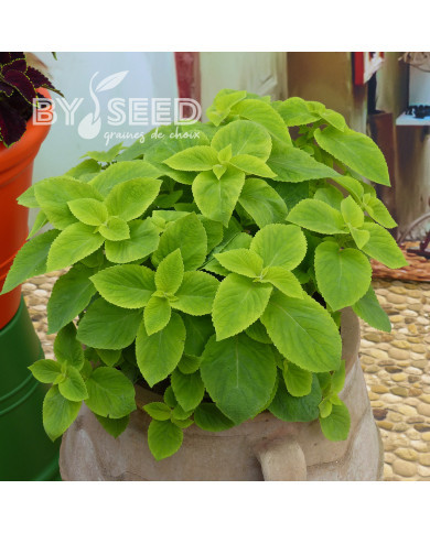Coléus Mezmerize® Bright Green