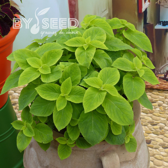 Coléus Mezmerize® Bright Green