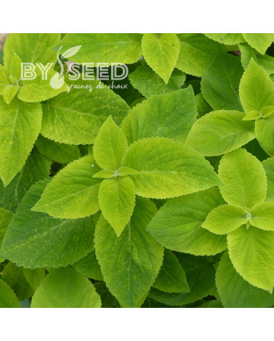 Coléus Mezmerize® Bright Green