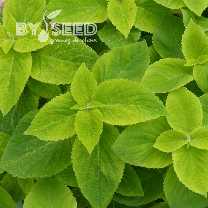 Coléus Mezmerize® Bright Green