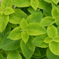 Coléus Mezmerize® Bright Green