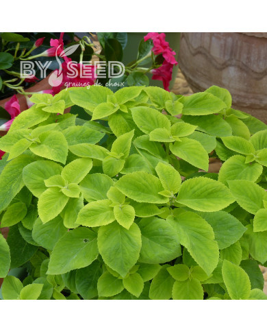 Coléus Mezmerize® Bright Green