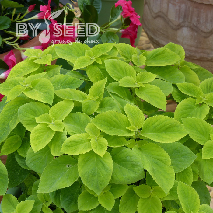 Coléus Mezmerize® Bright Green