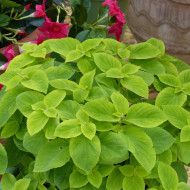 Coléus Mezmerize® Bright Green