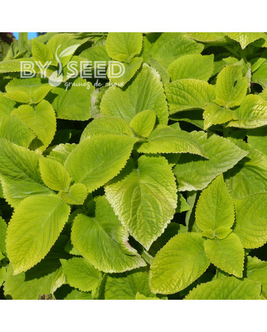 Coléus Mezmerize® Bright Green