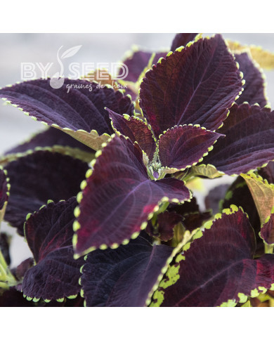 Coléus Mezmerize® Chocolate Lime Edge