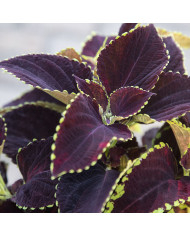 Coléus Mezmerize® Chocolate Rose