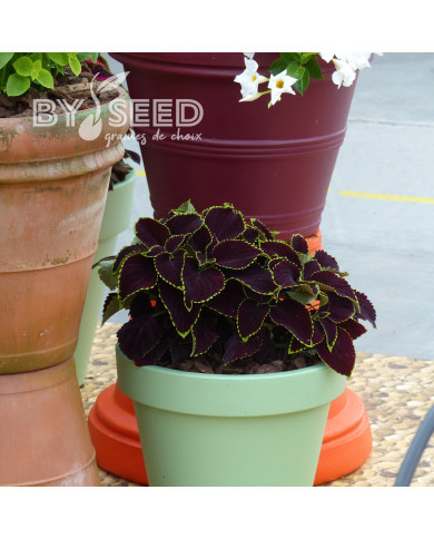 Coléus Mezmerize® Chocolate Lime Edge