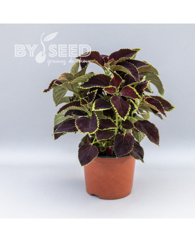 Coléus Mezmerize® Chocolate Lime Edge