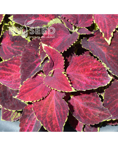 Coléus Mezmerize® Chocolate Lime Edge